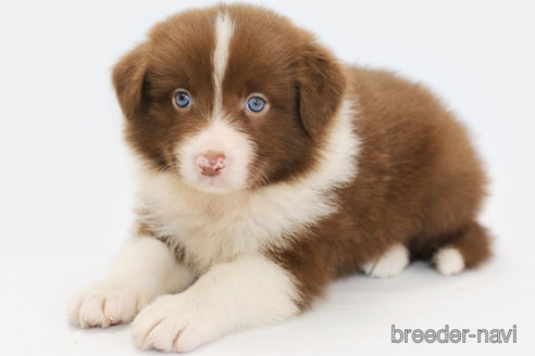 成約済の神奈川県のボーダーコリー-335189の2枚目